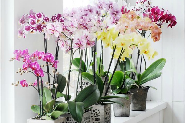 orhideja -simbolika cveta