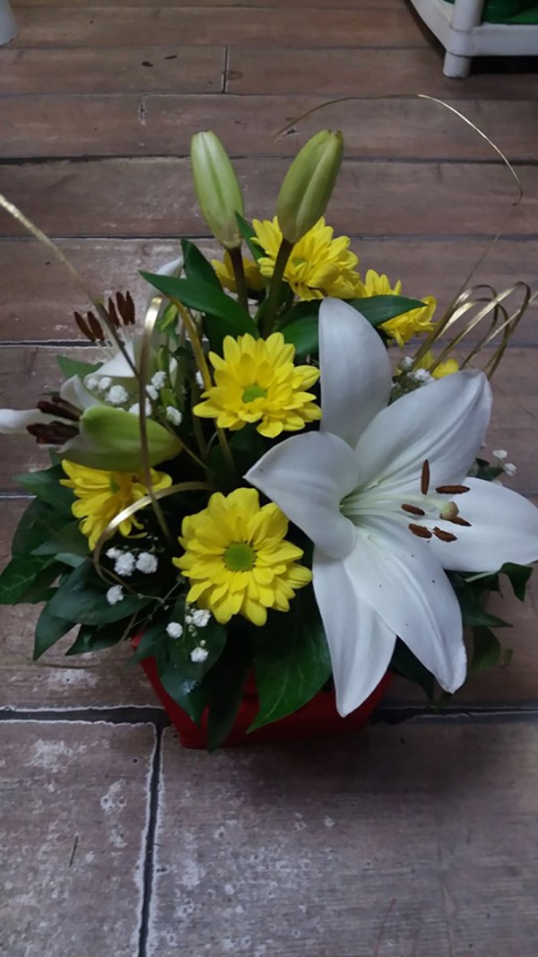 Cvećara Bonsai Zaječar