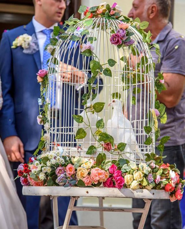 Beli golubovi za venčanja i proslave