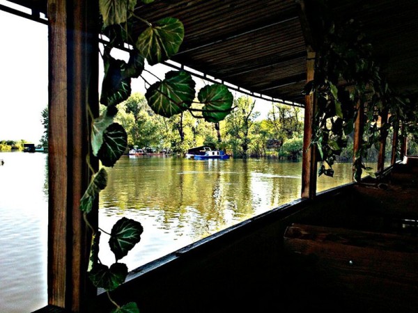 Tamiški Kakadu