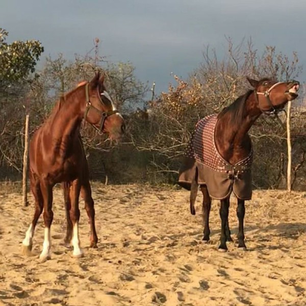 Salaš Kod mog Đoke