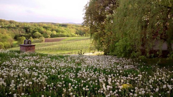 Vinarija Milijan Jelić