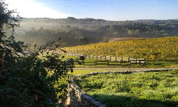 Vinarija Milijan Jelić